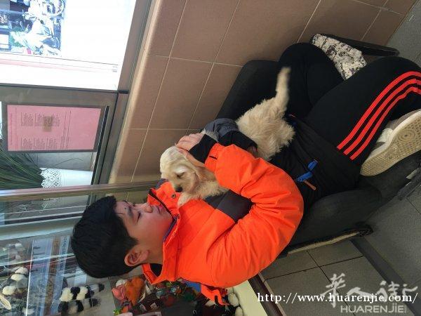 转让小狗🐶