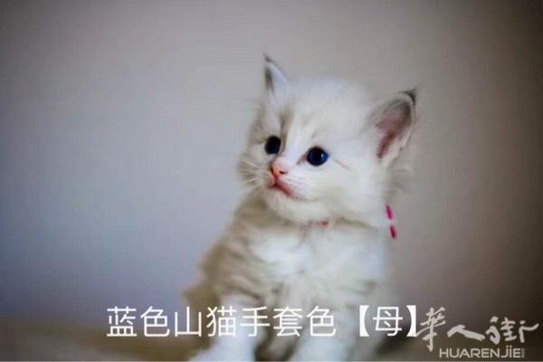 布偶猫 一公一母
两个月半大 还有两个星期左右可抱