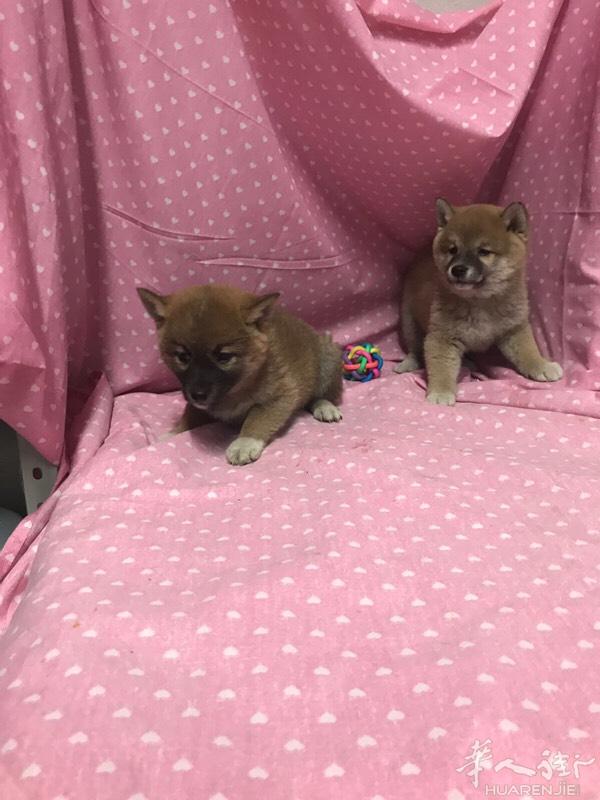 柴犬