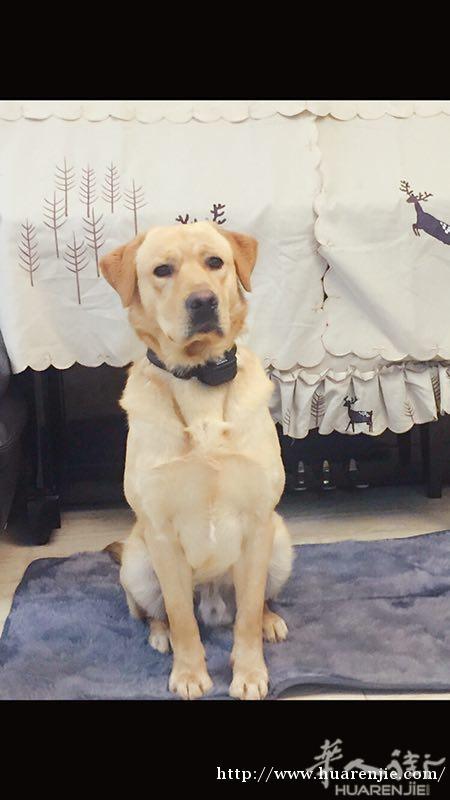 免费一头金毛犬（ 16个月 ）