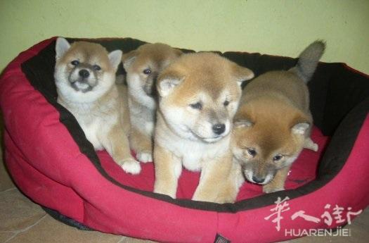 品相极好柴犬出售