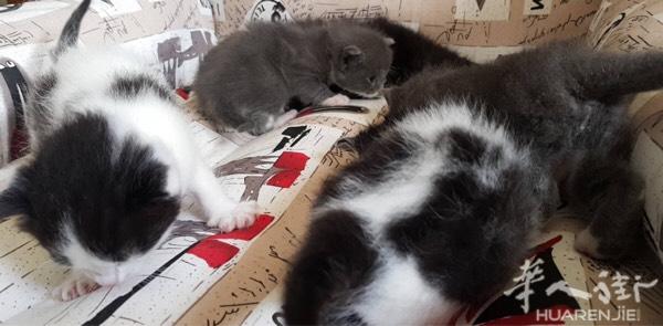 一窝小猫
爸爸是田园猫  妈妈是布偶猫
还有20天