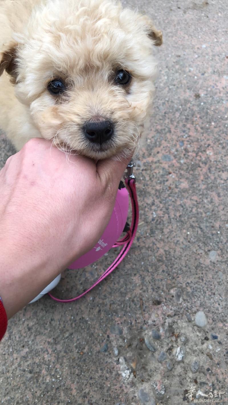 泰迪🐻3