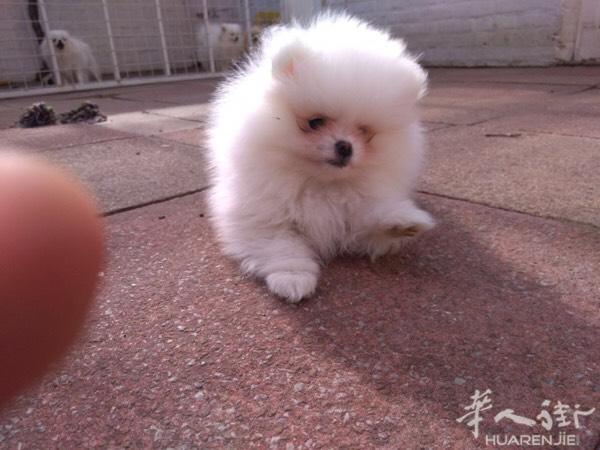 博美 公
白色  3个月 两针疫苗
后面是它爸妈