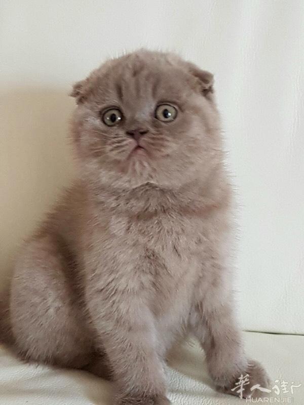 苏格兰折耳猫  公
2个月 多几天  
包第一针疫苗