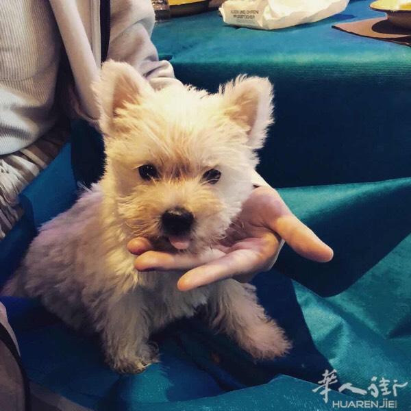 有需要的可以进来看看
可以寄养 可以代卖
也有免费