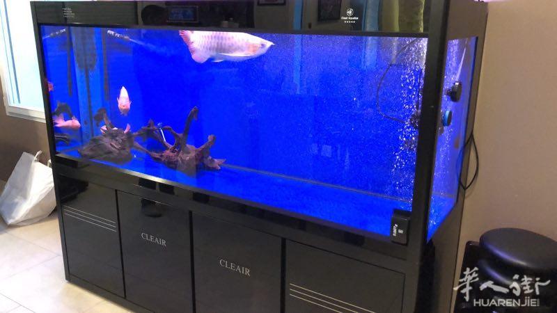 出售大鱼缸+ 鱼