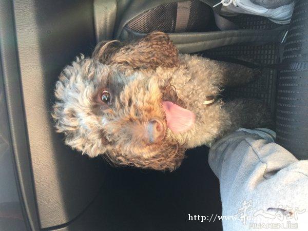 找有爱心爱狗狗的朋友领养泰迪狗狗