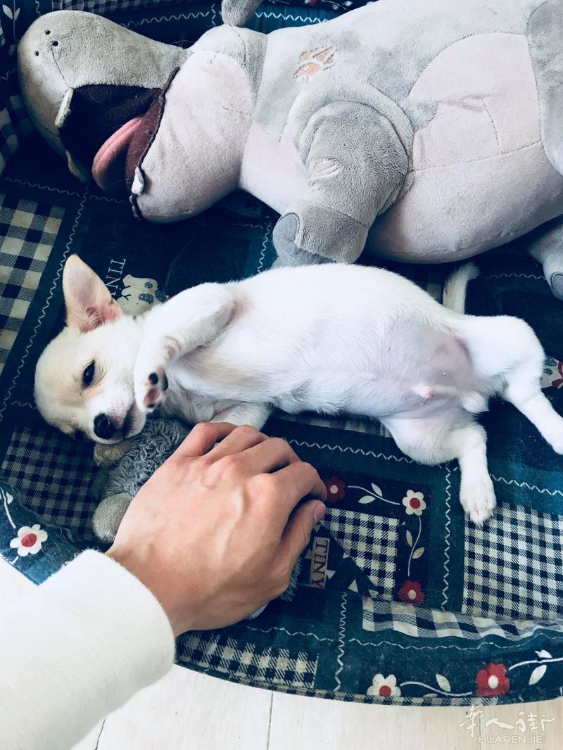 2🈷️27日出生吉娃娃