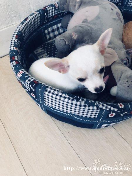 吉娃娃 白色 公