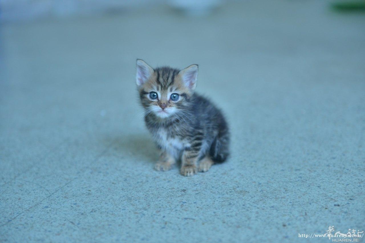 小猫咪
