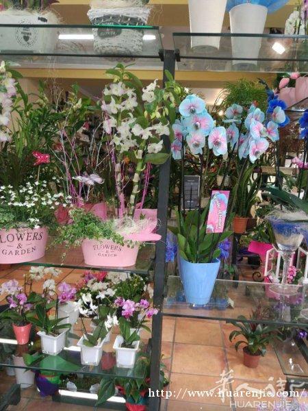 市中心花店转让
