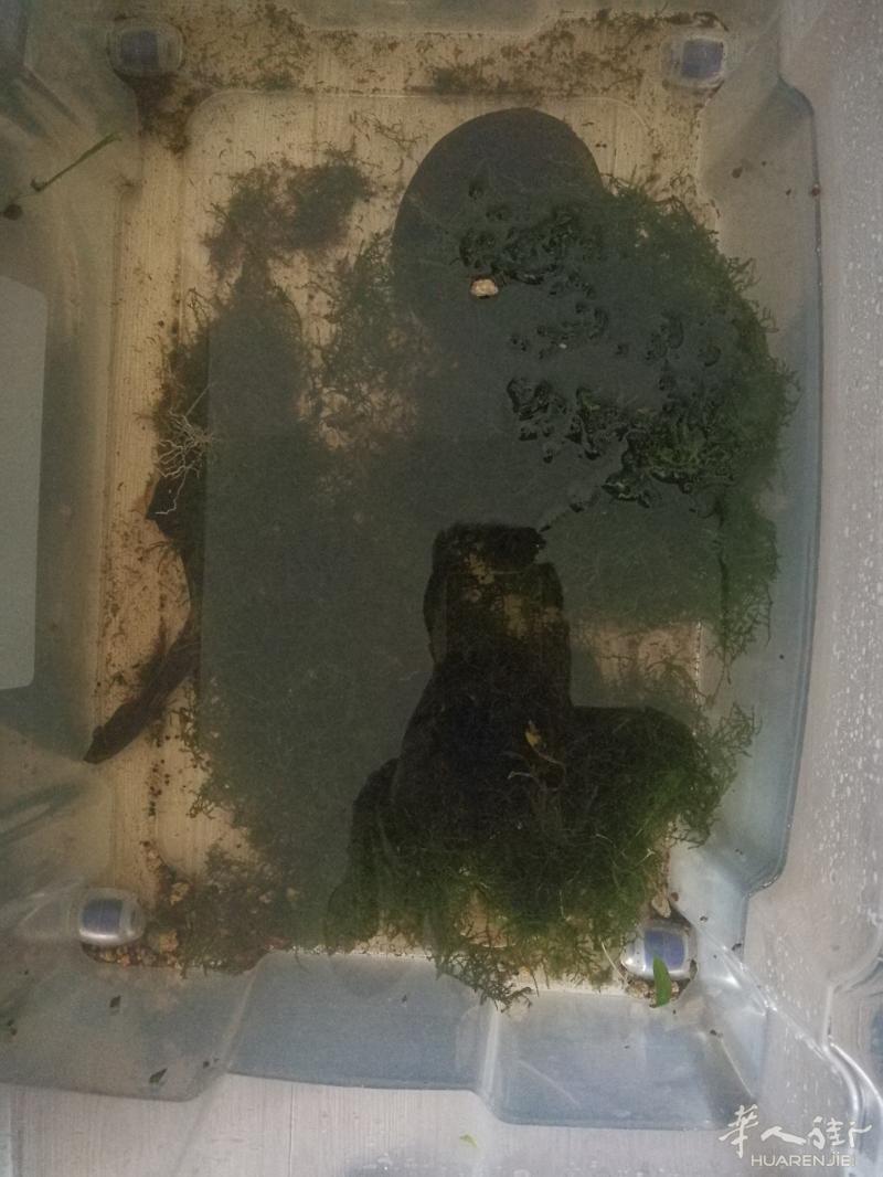 出售水草莫丝  有很多便宜出售20欧全部