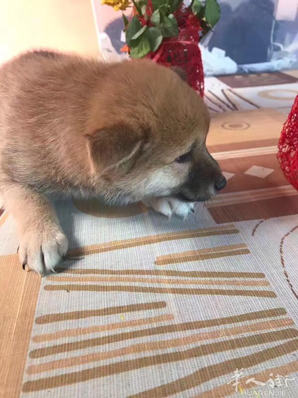 柴犬
3个月