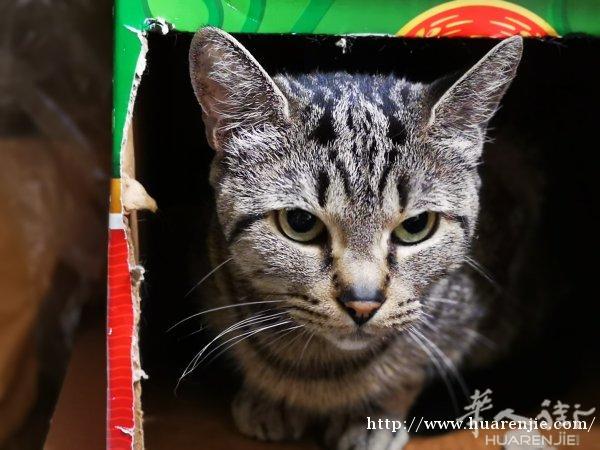 送小花猫