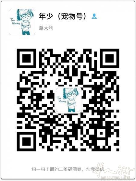 传统波斯猫 蓝眼 一公一母