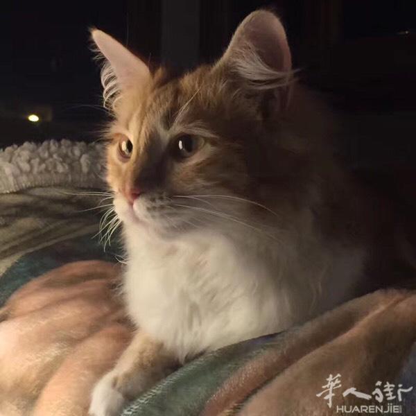 狮子猫
6个月
免费送  
在firenze
联系