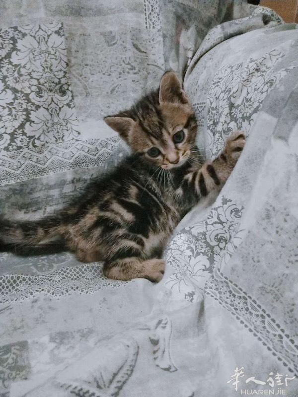 混血猫
一个多月 包第一针