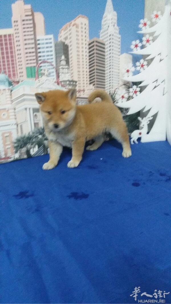 柴犬  
2-3个月2针疫苗