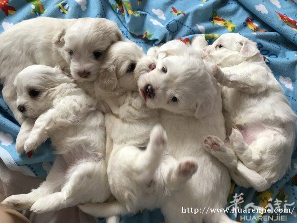 5🈷️4日出生🐣的比熊宝宝，还有14天接回家