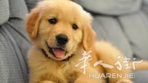 翻译 中国人