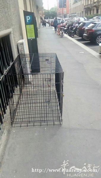 狗笼