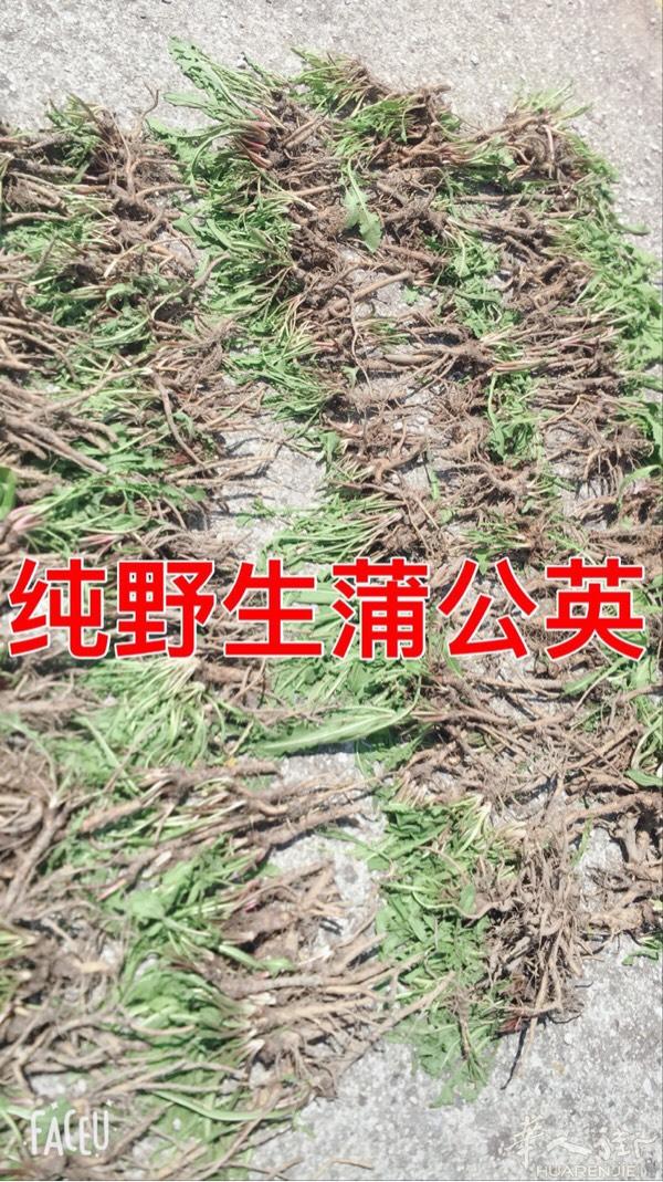 妈妈亲自弄的蒲公英！需要的朋友可以加微信哦！