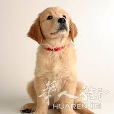 翻译 12