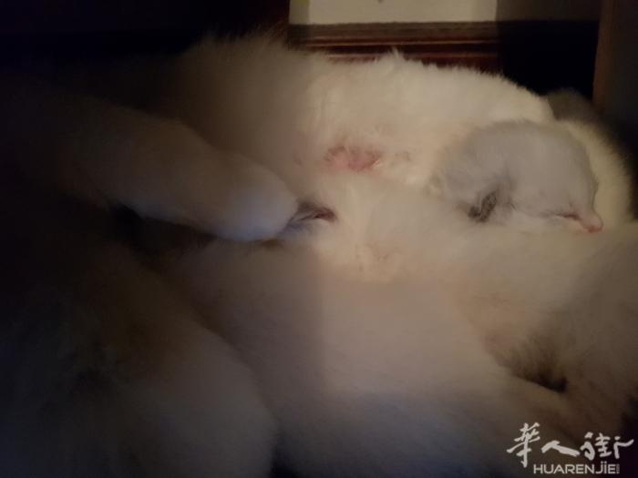小布偶接受预定了，[可怜][可怜][可怜] 我简直被萌死了 ... [亲亲][亲