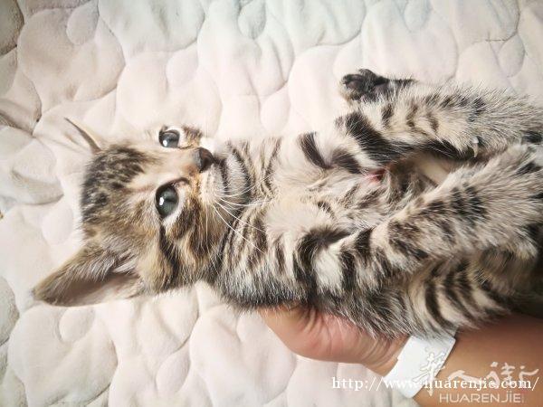 给一个月小猫咪找主人啦