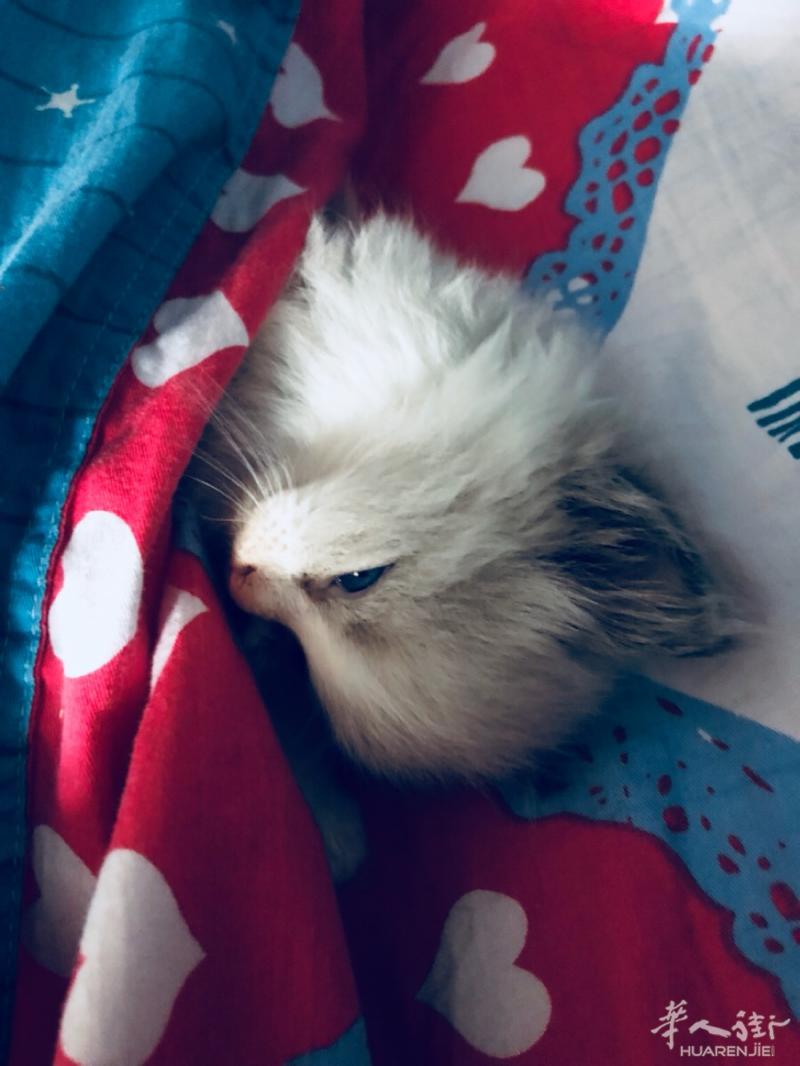 出售一只布偶猫 血统证书 疫苗齐全 两个多月大 要