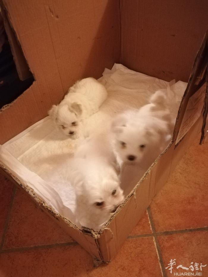 出售马尔济斯幼犬3只 2公 1母，verona这边，价格400，