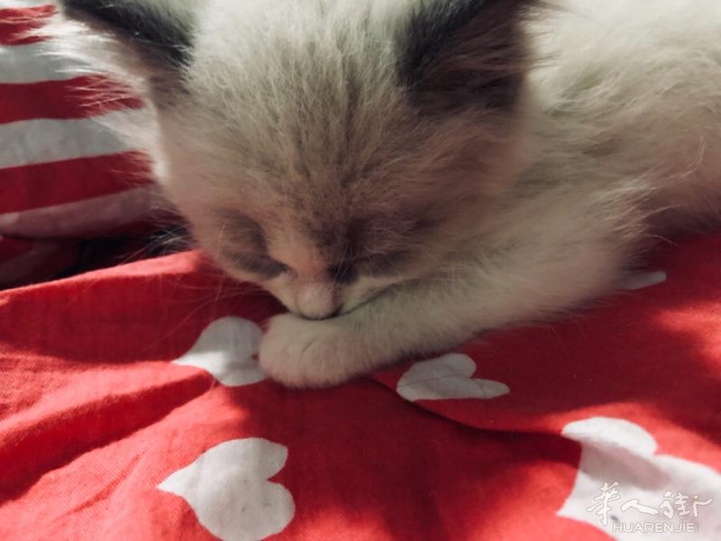 出售一只布偶猫，二个多月大！平时很乖！附送食物，水