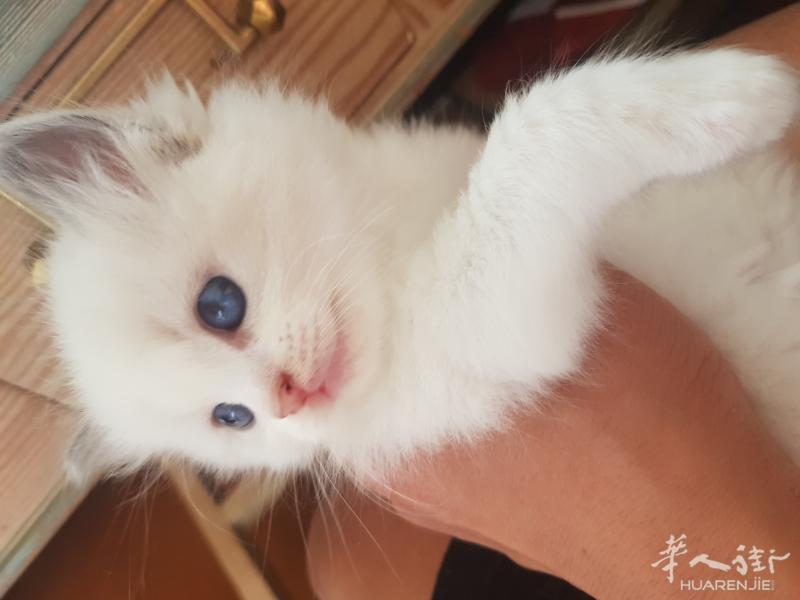 出售布偶猫巧克力双妹妹