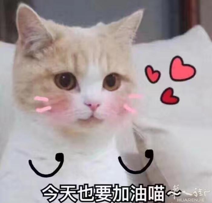 波斯猫蓝色眼睛一个月公550