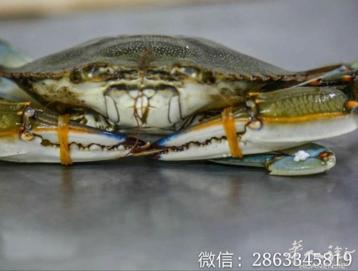 希腊小龙虾螃蟹批发 微信2863345819