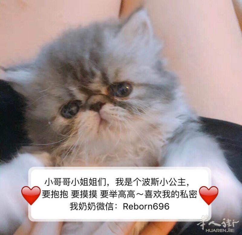 出售两只波斯妹妹