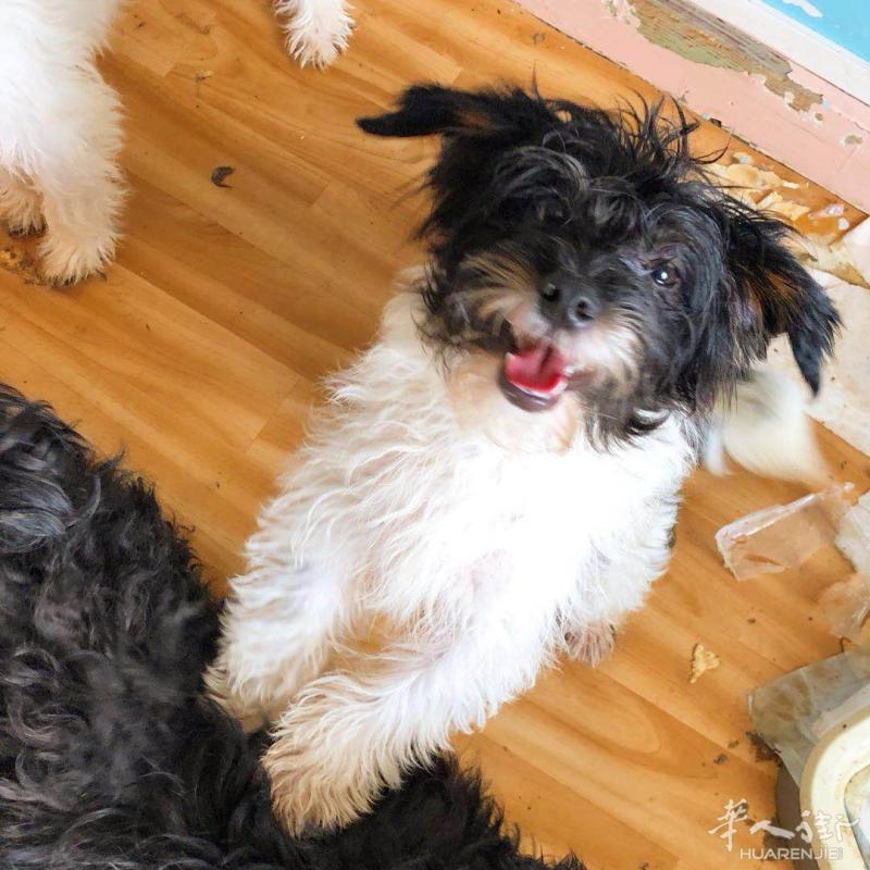 50欧 急转十个月大 小型犬