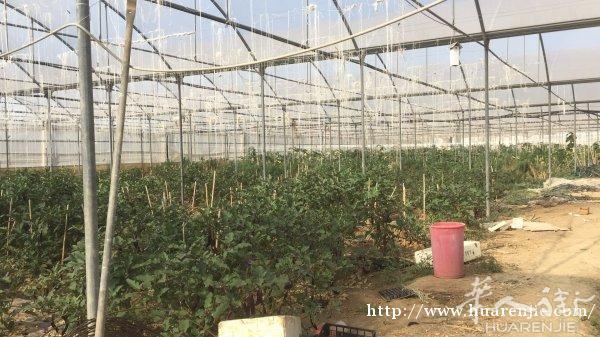 大棚蔬菜基地转让。