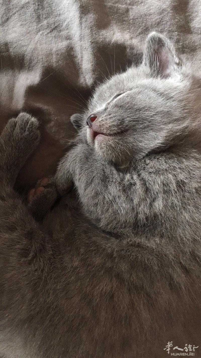 出纯种蓝猫