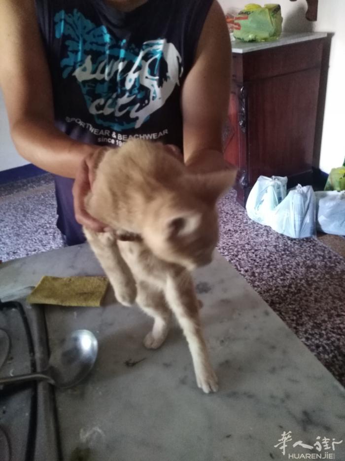 金黄色蓝色猫咪公的两个月法国猫蓝色眼睛