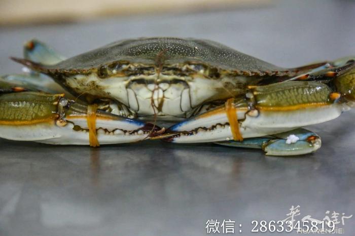 批发希腊蓝旗海域梭子蟹～小龙虾  微信2863345819或扫一扫二维码！ 价格