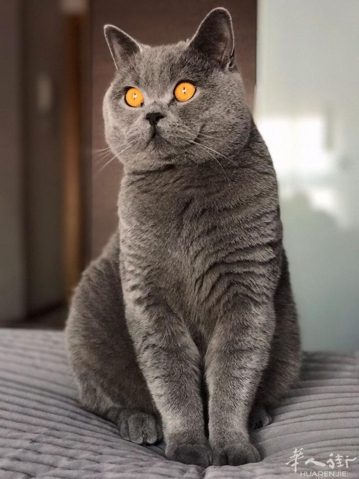 纯种英短蓝猫