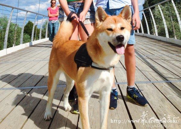 一岁秋田犬找新主人 无偿领养