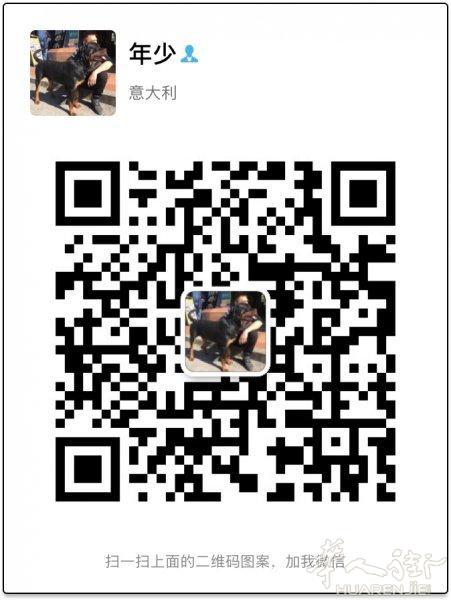 罗威纳犬