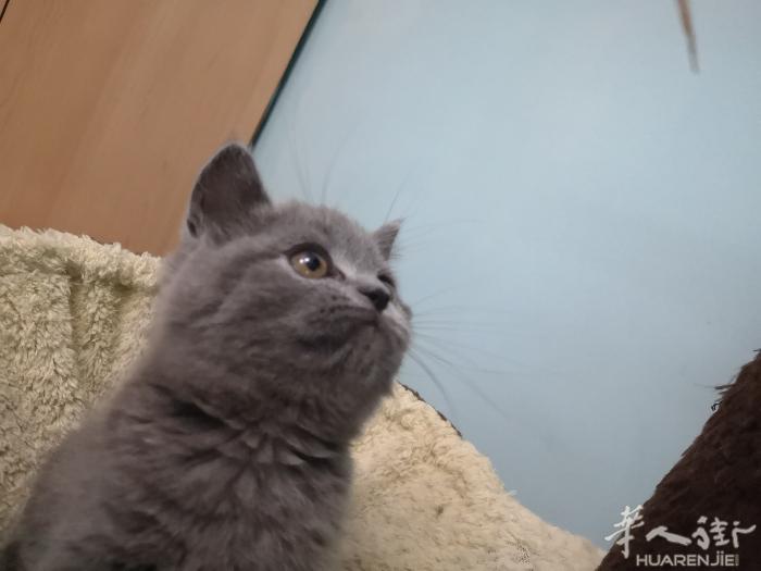英短蓝猫