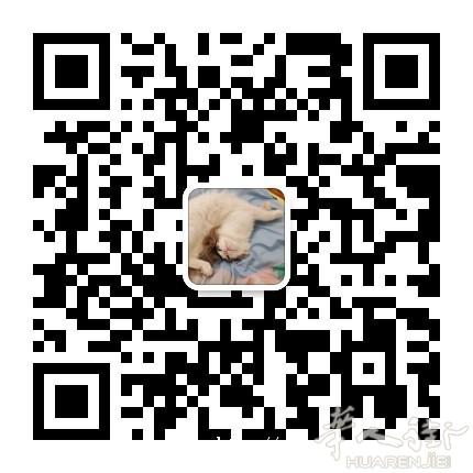 低价出三个月布偶猫宝宝。