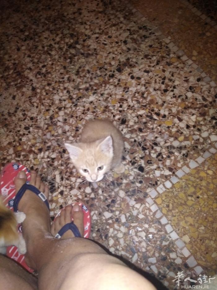 3个月猫咪公的50