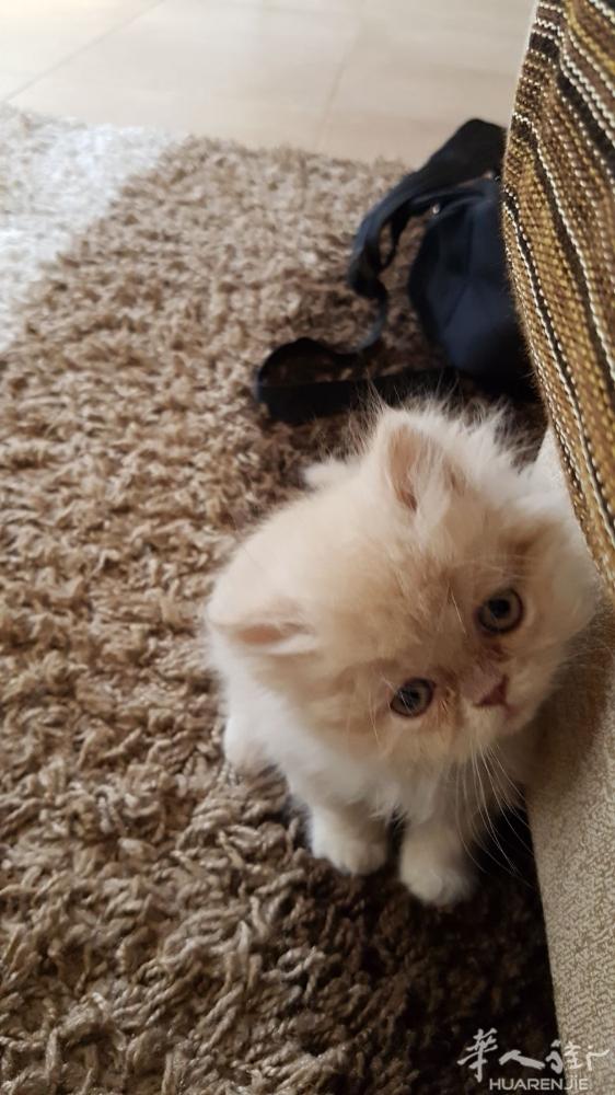 加菲猫