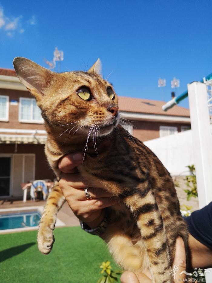 孟加拉豹猫